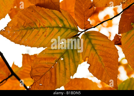 Herbstlaub der leuchtenden Herbstfarben hautnah Stockfoto