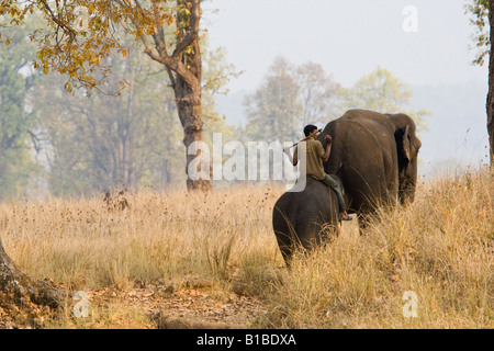 Elephant trainer Mahout Wellen reiten auf Elefanten, Elefanten reiten ausgebildet Touristen auf Wildlife Safaris Kanha National Park Madhya Pradesh, Indien Stockfoto