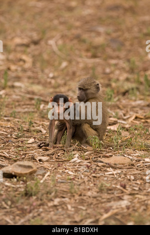 Junge Olive Paviane (Papio Anubis) am Lake Manyara in Tansania Stockfoto