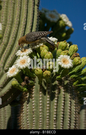 Gila Specht (Melanerpes Uropygialis) ernähren sich von Nektar und Insekten in den Blüten der Saguaro Kaktus - Arizona - USA Stockfoto