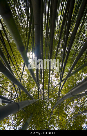 Ein Low-Winkel-Foto von einem Bambuswald (Phyllostachys sp). Forêt de Bambous (Phyllostachys) Photographiée En Contre-Plongée. Stockfoto