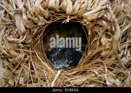 Nestvogel Oriole Warbler Hypergerus Atrizeps von oben oben Ansicht von oben niemand horizontale Bilder Hi-res Stockfoto