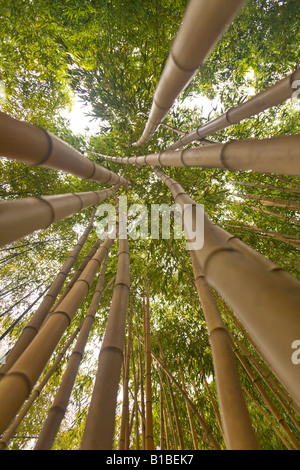 Einem niedrigen Winkel Schuss eines Bambuswaldes (Phyllostachys Viridis cv Sulphurea). Forêt de Bambous Photographiée En Contre-Plongée. Stockfoto