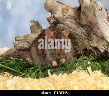 Fancy Ratte, Hausratte (Rattus norvegicus forma domestica) vor einem Baumstamm Stockfoto
