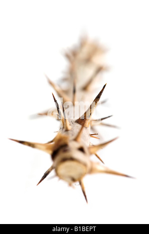 Rose Zweig mit Dornen isoliert auf weißem Hintergrund Stockfoto