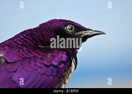 Amethyst Starling Cinnyricinclus leucogaster verreavi ein exotischer Vogel, der männlich ist im ZOO Toledo Ohio OH große hohe Auflösung in den USA horizontale Hi-res Stockfoto