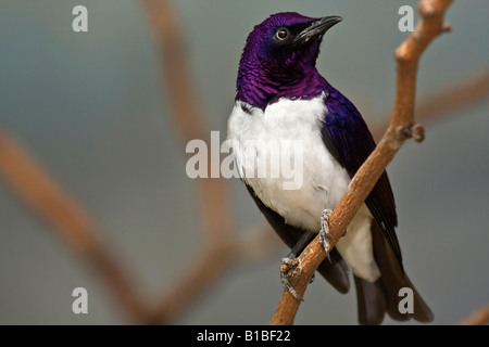 Exotisch ein Vogel Amethyst Starling Cinnyricinclus leucogaster verreavi männlich im ZOO Toledo Ohio OH große hohe Auflösung in den USA horizontale Hi-res US Stockfoto