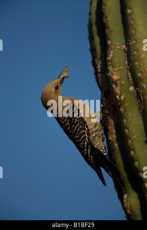 Gila Specht (Melanerpes Uropygialis) Perched am Nest im Saguaro Kaktus mit Lebensmitteln für jungen - Arizona - USA Stockfoto