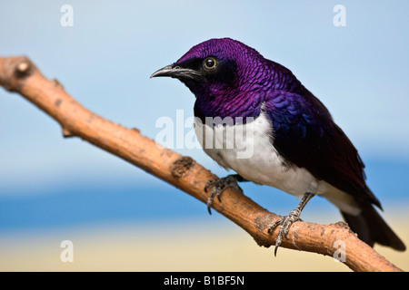Amethyst Starling Cinnyricinclus leucogaster verreavi ein exotischer Vogel im ZOO Toledo Ohio OH große hohe Auflösung in den USA horizontale Hi-res Stockfoto