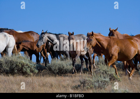 Stuten und Fohlen, Wyoming Stockfoto