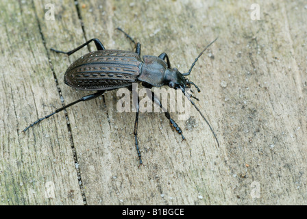 Der Boden Käferarten Carabus granulatus Stockfoto