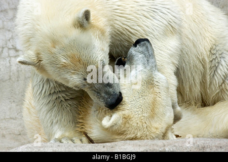 Ein Paar wilde weiße Bären ZOO Toledo Ohio in den USA USA USA USA ein felsiger Hintergrund Tiere in Liebe von oben niemand horizontale Hi-res Stockfoto