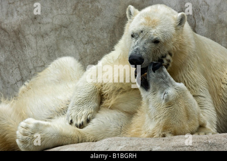 Ein Paar wilde weiße Bären ZOO Toledo Ohio in den USA USA USA USA ein felsiger Hintergrund Tiere in Liebe von oben niemand horizontale Hi-res Stockfoto