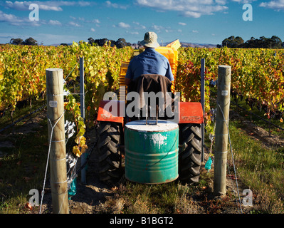 Man Traktor fahren auf Ernte Kommissionierung Tag im Weinberg sammeln Merlot-Trauben Stockfoto