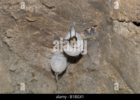 Europäische Cave Spider (Meta Menardi) Erwachsenen und Ei-Clustern Stockfoto