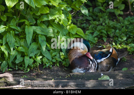 Mandarin Duck Aix galericulata Ente männlich Entspannen Sie draußen von oben niemand im ZOO Ohio in der Wasserlandschaft Hi-res Stockfoto