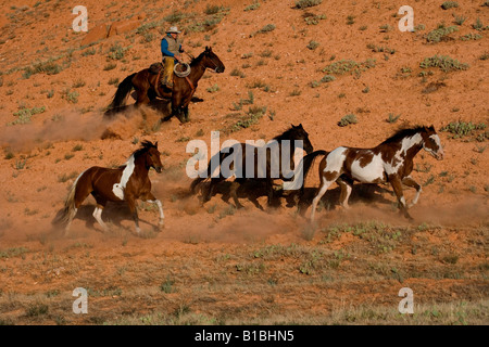 Liefen eine Herde, Wyoming Stockfoto