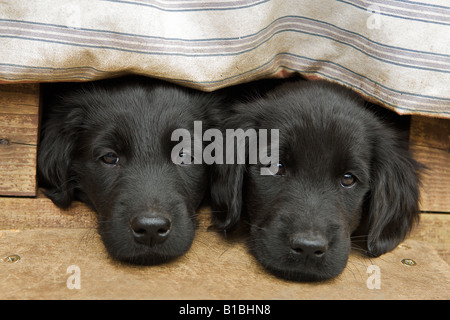 Flat – Coated Retriever - zwei Welpen Stockfoto