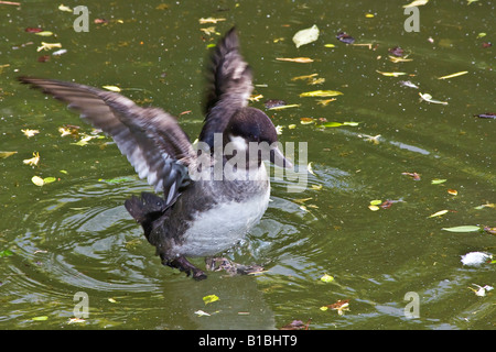 Bufflehead Bucephala Albeola weiblicher Entenvogel, der auf einem Teich von oben nirgendwo im Park Ohio USA in der Wasserlandschaft hochauflösend flattert Stockfoto