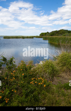 Landschaft der Feuchtgebiete Sumpf bei Emeralda Marsh in Zentral-Florida-USA Stockfoto