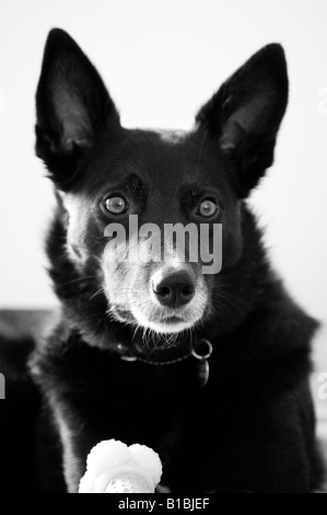 Warnung aussehenden Hund Stockfoto