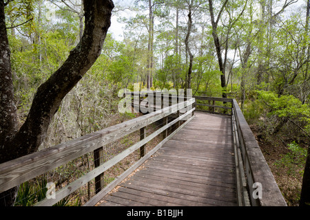 Promenade entlang der Wanderweg durch den O'leno State Park in der Nähe von High Springs, Florida Stockfoto