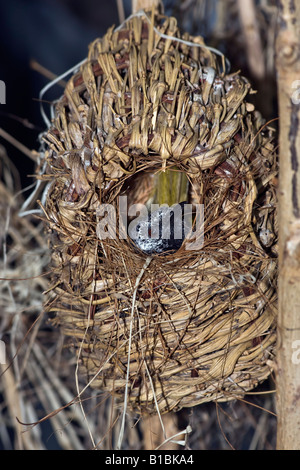 Nestvogel Oriole Warbler Hypergerus Atrizeps von oben oben niemand vertikale Bilder Hi-res Stockfoto