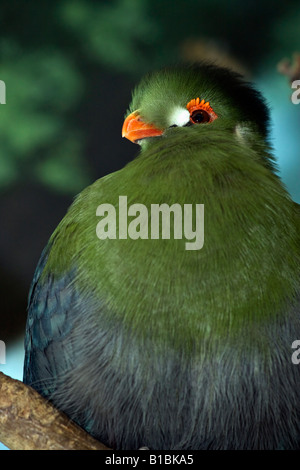 Exotischer Vogel Weiße Wange Turaco Tauraco leucotis i A ZOO Toledo Ohio USA Niemand sieht Nahaufnahme Niemand lustige Vögel Hi-res Bilder Stockfoto