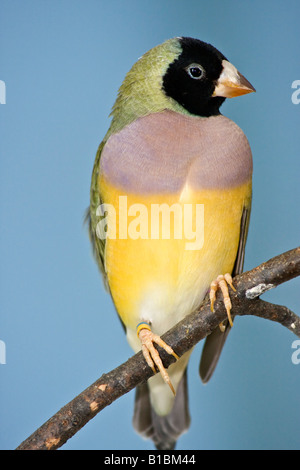 Vogel Gouldian Finch Erythrura gouldiae exotisch isoliert niemand Nahaufnahme von Sitzen auf einem Baumzweig lustige Vögel in einem ZOO USA Bilder farbig Hi-res Stockfoto