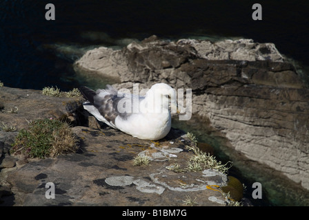 dh Fulmar Vogel UK Fulmar Seevogel auf felsigen Seacliff oben sitzen Stockfoto