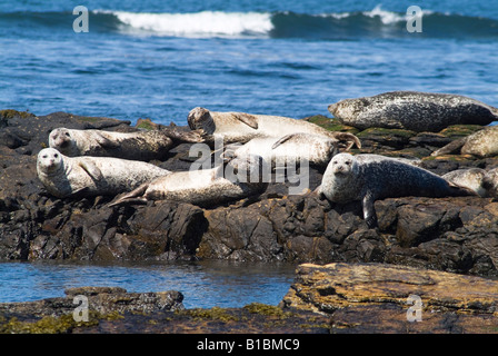 dh Common Seal Phoca vitulina SEAL UK Orkney Hafen Robben Kolonie sonnen sich auf felsigen Ausbissgruppe schottland Felsen liegen Stockfoto