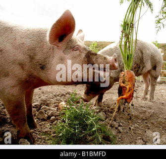 Freilandhaltung Schweine gefüttert Karotten aus dem Garten Stockfoto