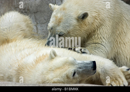 Ein Paar wilde weiße Bären ZOO Toledo Ohio in den USA USA USA USA Vereinigte Staaten ein felsiger Hintergrund Tiere in Liebe von oben niemand horizontale Hi-res Stockfoto