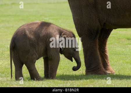 Whipsnade Zoo Bedfordshire UK asiatische Elefanten Mutter und Kalb - redaktionellen Gebrauch bestimmt, Zoo muss in Beschriftung gutgeschrieben Stockfoto