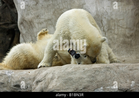 Zwei wilde weiße Bären ZOO Toledo Ohio in den USA USA USA USA USA eine felsige Wand Tiere in Liebe Niemand horizontale Hi-res Stockfoto