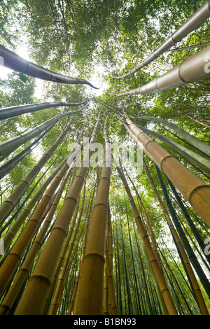 Ein Low-Winkel Schuss von einem Bambuswald. Forêt de Bambous (Phyllostachys Viridis cv Sulphurea) Photographiée En Contre Plongée. Stockfoto