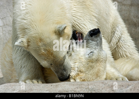 Ein Paar wilde weiße Bären ZOO Toledo Ohio in den USA USA USA USA ein felsiger Hintergrund Tiere in Liebe von oben niemand horizontale Hi-res Stockfoto