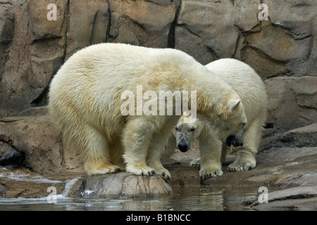 Ein paar wilde weiße Bären Tiere ZOO Toledo Ohio in den USA USA USA USA USA eine felsige Hintergrundwand niemand horizontal Hi-res Stockfoto