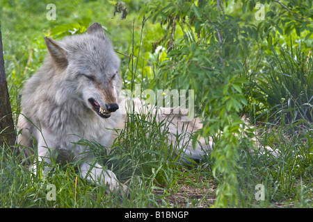 Der graue östliche Wolf Canis Lupus lycaon liegt im grünen Gras wildes Tier im ZOO Toledo Ohio OH Bilder Bilder Bilder Bilder Bilder horizontal in den USA Hi-res Stockfoto
