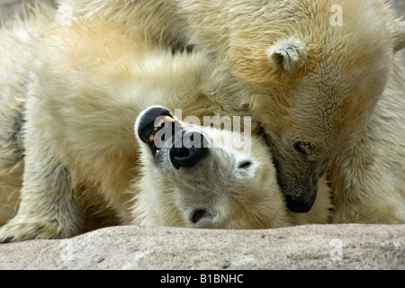 Das Paar der Polarbären Ursus maritimus im ZOO Toledo Ohio OH Bilder Bilder Bilder Fotos große hohe Auflösung horizontal in den USA USA Hi-res Stockfoto