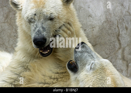 Ein Paar wilde weiße Bären ZOO Toledo Ohio in den USA USA USA USA ein felsiger Hintergrund Tiere in Liebe Niemand horizontale Hi-res Stockfoto