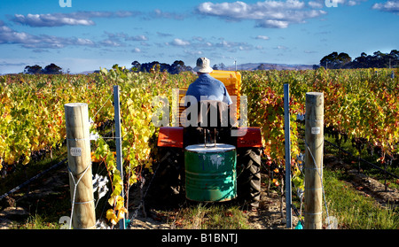 Man Traktor fahren auf Ernte Kommissionierung Tag im Weinberg sammeln Merlot-Trauben Stockfoto