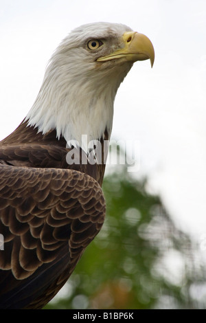 American bald Eagle ZOO Toledo Ohio USA USA USA USA niemand Nahaufnahme Nahaufnahme verschwommener Hintergrund niemand vertikal hochauflösend Stockfoto