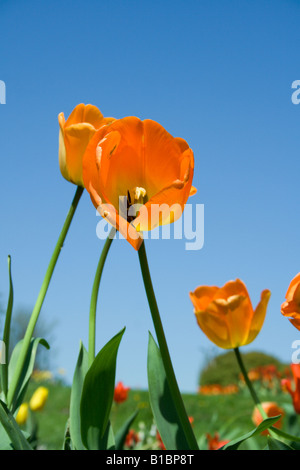 Orange Tulpen Stockfoto