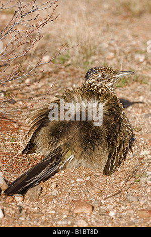 Größere Roadrunner (Geococcyx Californianus) - thermoregulierende - Arizona Stockfoto