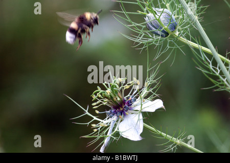 Biene über Schwarzkümmel Stockfoto