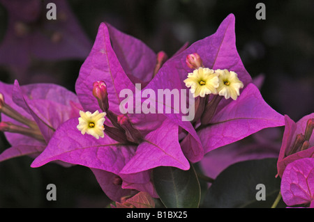 Bougainvillea (Bougainvillea Glabra), Blumen Stockfoto