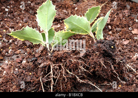 STECKLINGE VON ILEX AQUIFOLIUM MADAME BRIOT AGM GENOMMEN IM HERBST UND PROPAGIERT MIT UNTERHITZE SIND BEREIT ZUM TOPFEN VERWURZELT. Stockfoto