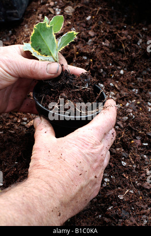 STECKLINGE VON ILEX AQUIFOLIUM MADAME BRIOT AGM GENOMMEN IM HERBST Stockfoto