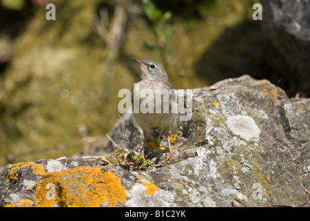 Der neu entwickelte graue Wagtail (Motacilla cinerea) thront im Frühling auf dem Felsen Stockfoto